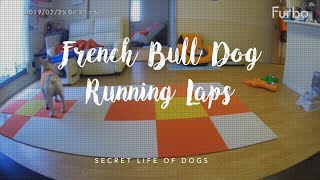 French Bull Dog Running Laps Caught On Furbo Dog Camera