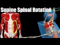 Supine Spinal Rotation | Watch all active muscles