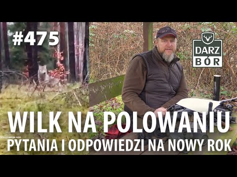 Darz Bór odc 475 "Wilk na Polowaniu, Pytania i Odpowiedzi na Nowy Rok.