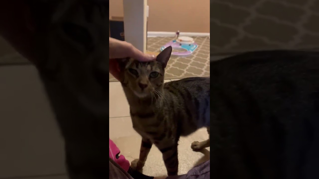 Enlarge Spots, a Adoptable mixed breed in New York, NY video 2/4