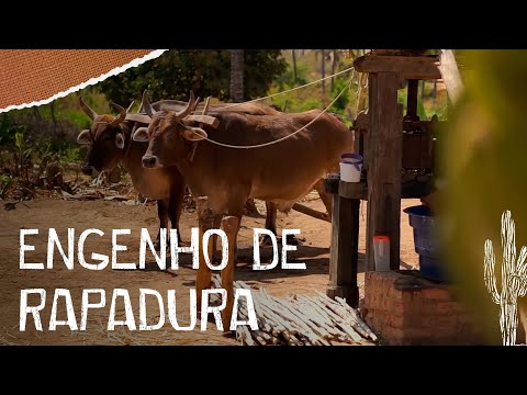 Visit a traditional sugarcane and brown sugar mill in Riacho de Santana, Bahia.