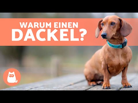 VORTEILE eines DACHSHUNDES 🐶✅ (Die 10 größten Vorteile des Dackels)