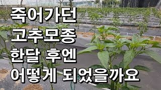 죽어가던 고추모종 한달 후에 어떻게 되었을까요?
