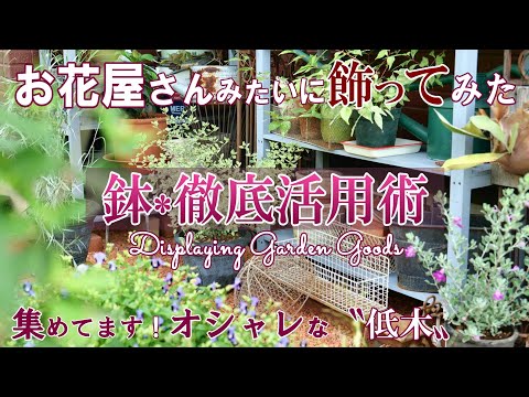 ポットテラスの木は成長の早い木を避ける