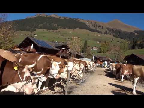 In Lauenen wird nicht enthornt