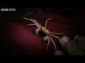 Lost Land of The Volcano Preview Episode 1 - Cave Crabs - BBC One