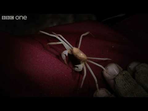 Lost Land of The Volcano Preview Episode 1 - Cave Crabs - BBC One