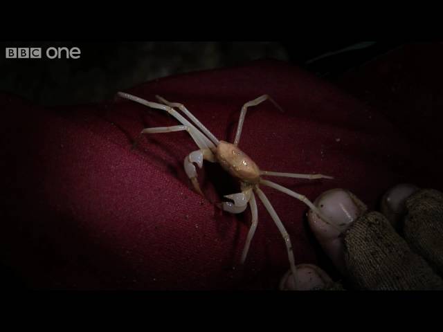 Lost Land of The Volcano Preview Episode 1 - Cave Crabs - BBC One