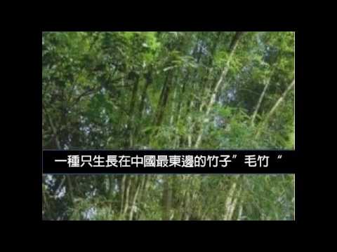竹子生長速度