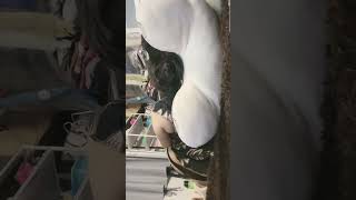 Download lagu MEI MEI CHAN LIVE TIKTOK KETIDURAN mp3