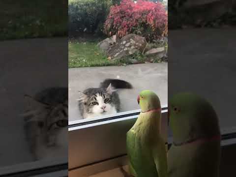 Попугай играет в прятки с котом