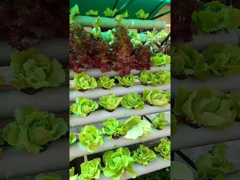 HYDROPONICS#fieldwork#utubeshorts#practicalwork|May 19, 2025
