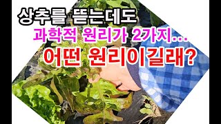 상추를 뜯는데도 과학적 원리가 2가지... 어떤 원리이길래?(상추 재배, 상추 수확법, 상추 뜯기에 담겨진 …