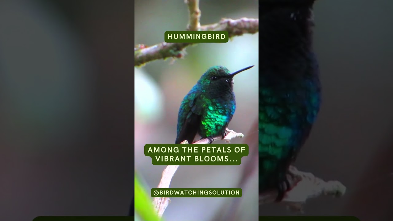 Hummingbird quotes | birdwatchingsolution