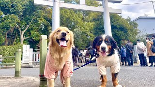- 初詣ではしゃぎ過ぎて疲れたようです