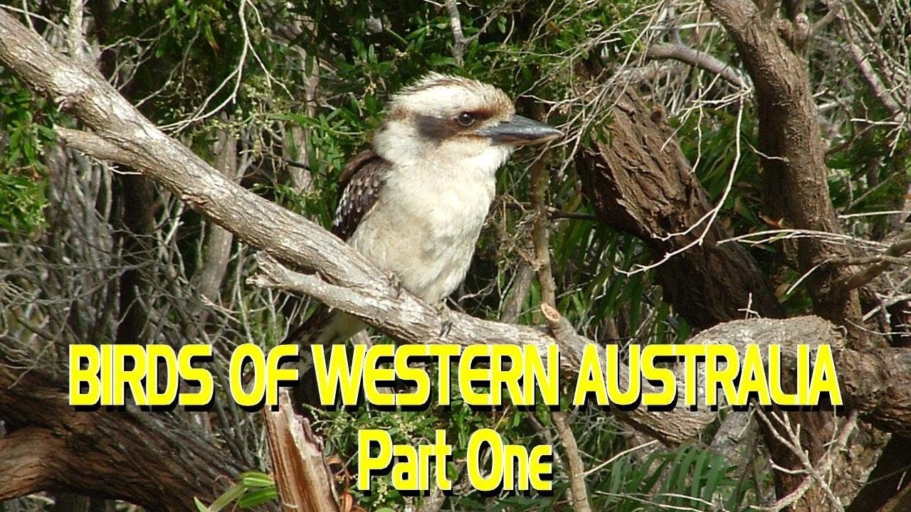 Watch video Birds of Western Australia - Part One Now Birds of Western Australia - Part One