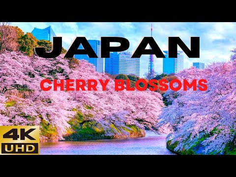 Japan Cherry Blossoms 2022 - Kawazu Sakura in 4k.