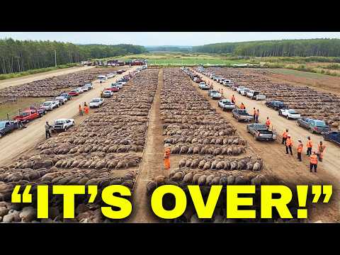 Canadian Farmers Introduce a Genius Way to Stop Hundreds of Wild Boars, And It’s Unbelievable!