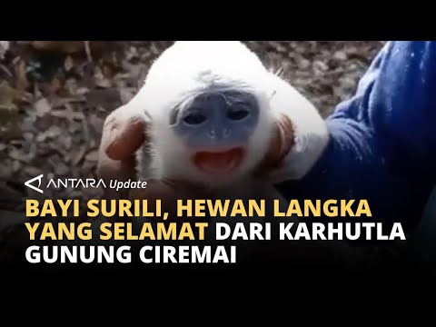 Bayi Surili diselamatkan dari karhutla Gunung Ciremai, kembali ke induknya