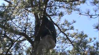 preview picture of video 'Climbing a Tree in Pine Barrens'