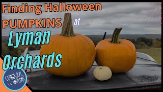 Pumpkin Picking in Connecticut at Lyman Orchards!