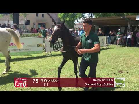 Sprinter Sacré Show 2018 : Lot 75 - N (Solidee)