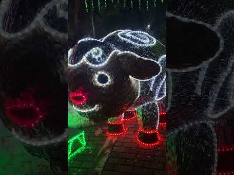 ✨Así celebramos el gran encendido de los alumbrados navideños en nuestro municipio.🎄🎅