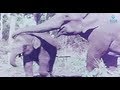 Reunion Of Mother And Baby Elephants Annai Oru Aalayam