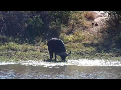 Djuma: Two Buffalo stragglers behind the herd - 09:06 - 05/14/21