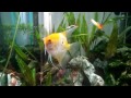 Enchanted Elements Aquariums Male Fish Available For Sale