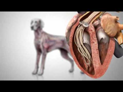 Canine Heartworm Disease