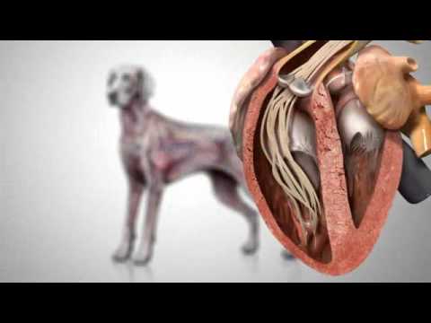 Canine Heartworm Disease - YouTube