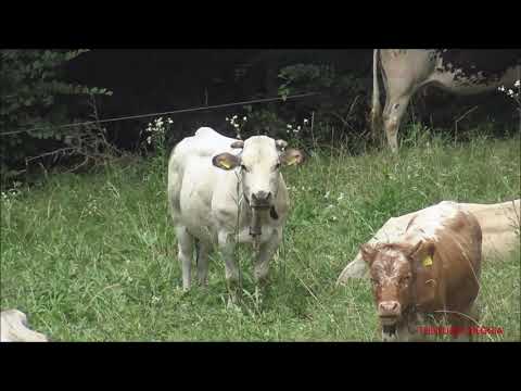 LA TRANSUMANZA E FINITA E LA MANDRIA PASCOLA TRANQUILLA,  ROBILANTE (CN) DOM. 26 - 6 - 2022.