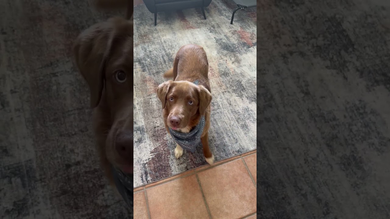 Newman, a ADOPTABLE mixed breed in New Canaan, CT video 4/5