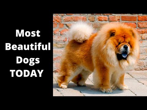 Top 10 The Most Beautiful Dog Breeds You’ll Want to Show Off