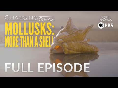 Mollusks: More than a Shell | Changing Seas