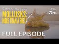 Mollusks More Than A Shell Changing Seas