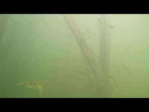 GoPro Hero 5: GIANT TIGER SHRIMP, Amazing Shrimp swimming in pond You Won't Believe