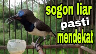 Download lagu Pancingan sogon liar agar mendekat mp3 Download lagu Pancingan sogon liar agar mendekat mp3