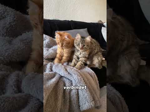 Die geheime Sprache der Katzen enthüllt