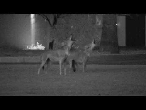 Howling Coyotes