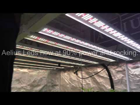 Week 3 Flowering under Aelius LEDs in Autopots with Advanced Nutrients.