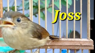 Download lagu Burung Flamboyan Gacor Ngebren Rapat Nyerecet Cocok buat Pancingan mp3