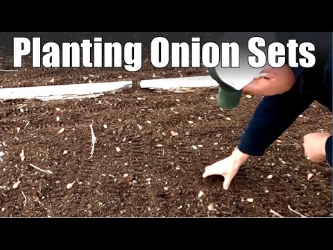 When and How to Plant Onion Sets