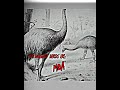 I'm Da biggest bird meme #shorts #memes
