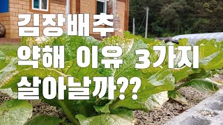 텃밭농사. 김장배추 약해 왜 입었을까? 올해 김장 할수 있을까?