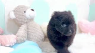 ハーフ犬の動画01