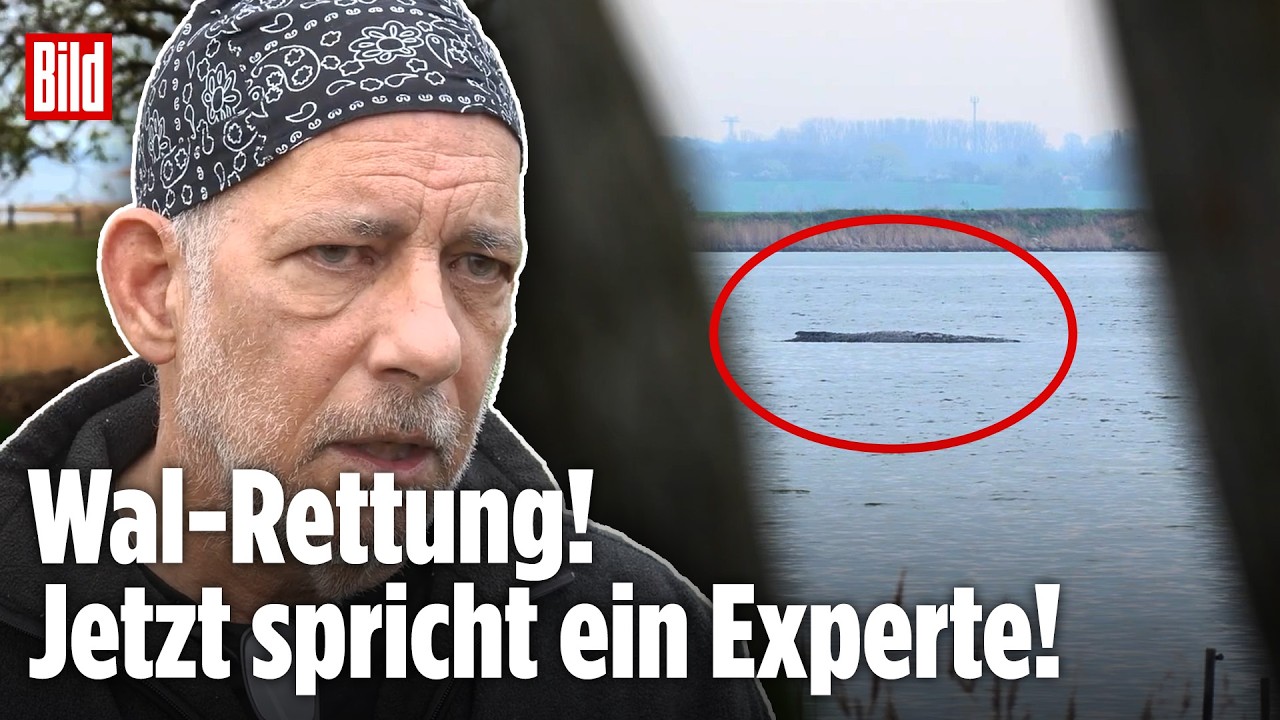 Rettung von Wal Timmy: Kampf gegen die Zeit! JETZT spricht ein Experte!