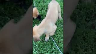 American Mastiff Puppies Videos