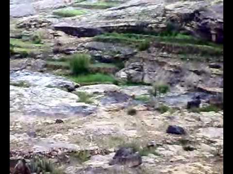 وادي مراحظ  قريه المصنعه جبل حرير مع تحياتي  صالح المرادي